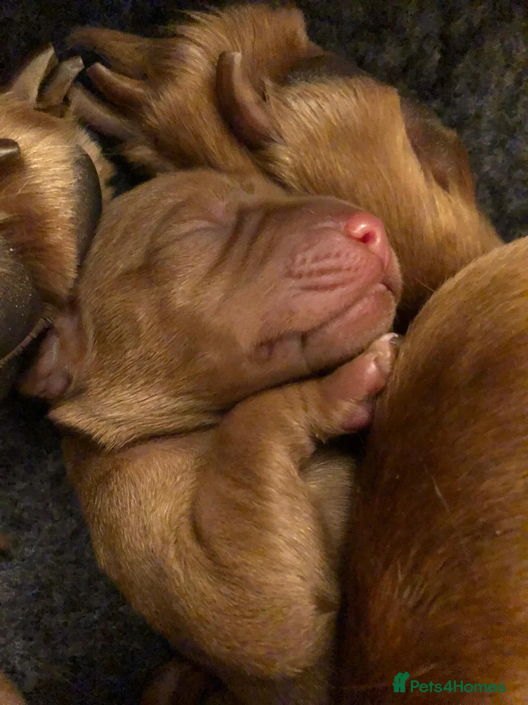 Hungarian Vizsla dogs for sale: Pedigree Vizsla Puppies in Doncaster - Advert 15