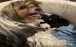 Yorkshire Terrier dogs for sale: Coloured Yorkshire Terrier Puppies  - Image 22