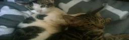 Mixed Breed cats for sale: Cute and Playful Kittens - Advert 14