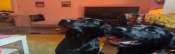 Flat coated Retriever dogs for sale: Flat coat retriever puppies for sale - Advert 25