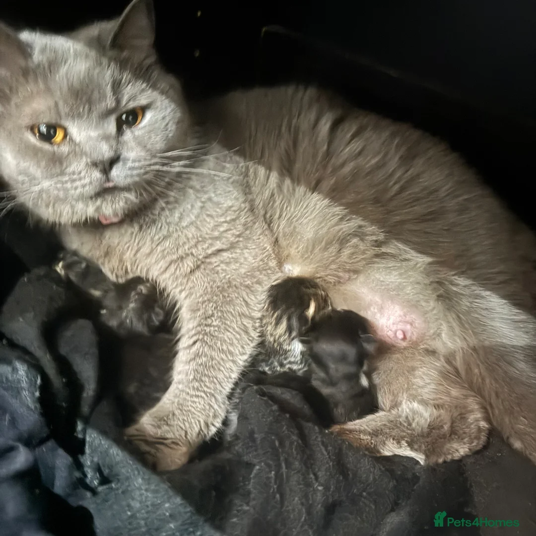 Mixed Breed cats for sale: Half British short hair kittens  - Advert 1