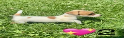 Jack Russell dogs for sale: Beautiful Jack Russell Pups Ready for Forever Home - Advert 11
