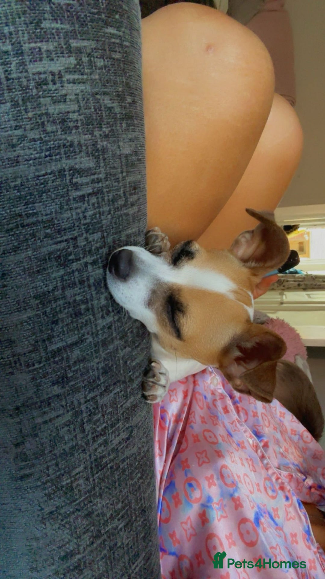 Chihuahua dogs for sale: Baby the chihuahua please read!!!!! - Image 2