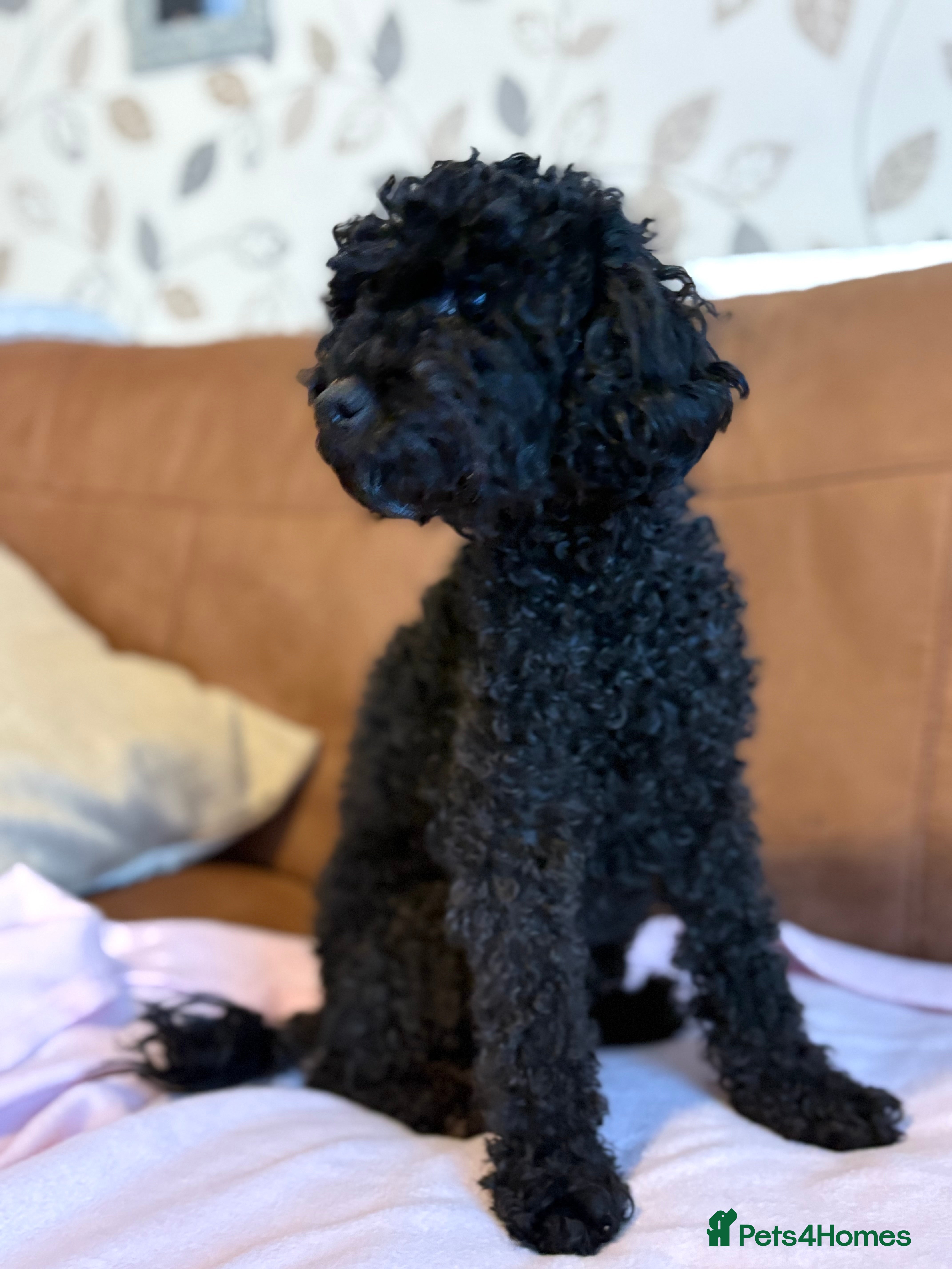 Toy Poodle dogs Toy poodle - Advert 1