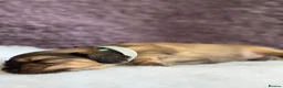 Miniature Dachshund dogs for sale: ⚜️longhaired miniature cream dachshunds⚜️ - Advert 9