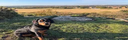 Mixed Breed dogs for sale: Rottweiler cross spaniel  - Advert 9