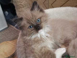 Ragdoll cats Stunning TICA Ragdoll Kittens - Mink, Sepia, - Advert 3