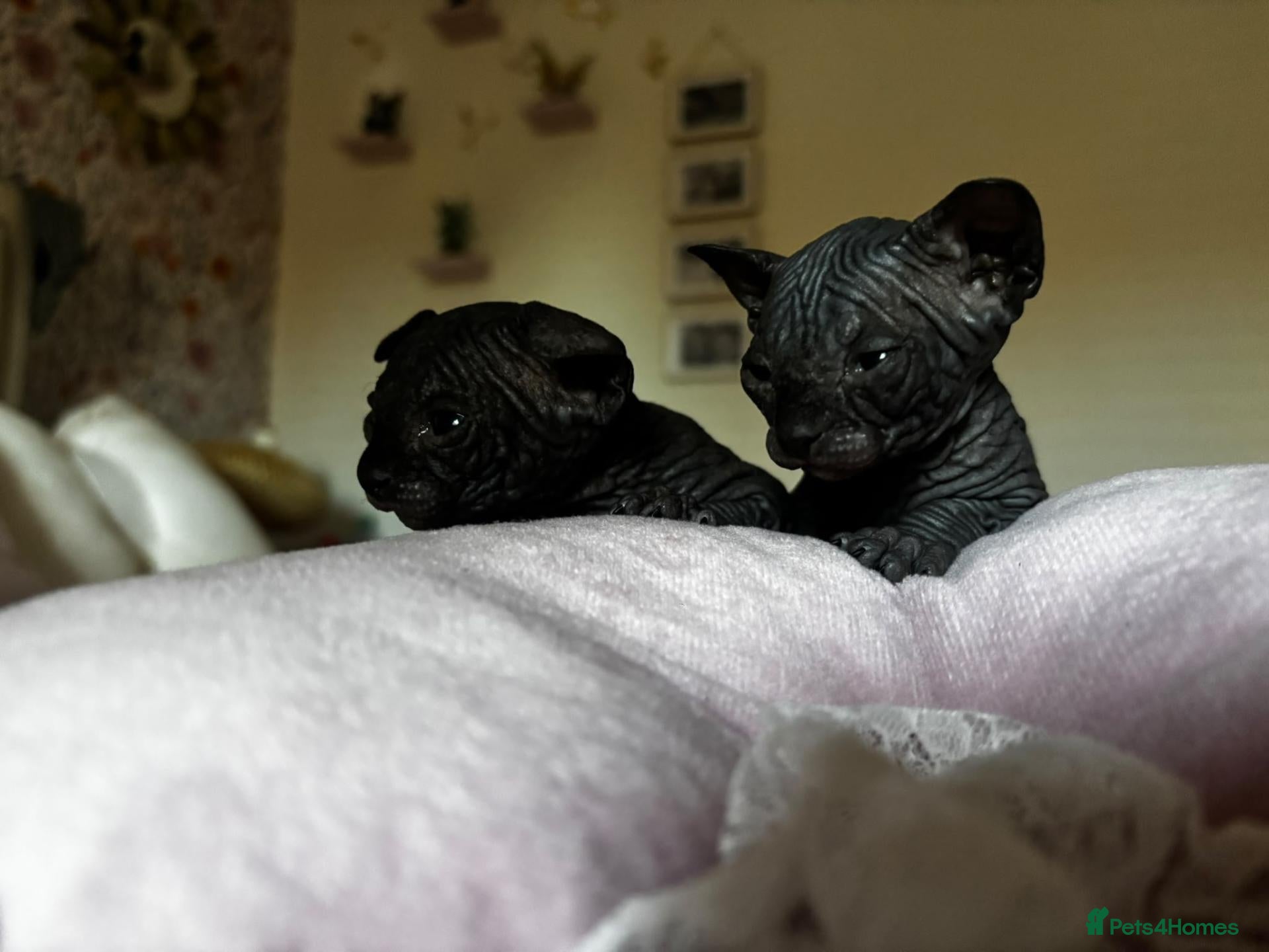 Sphynx cats for sale: Sphynx kittens - Advert 11