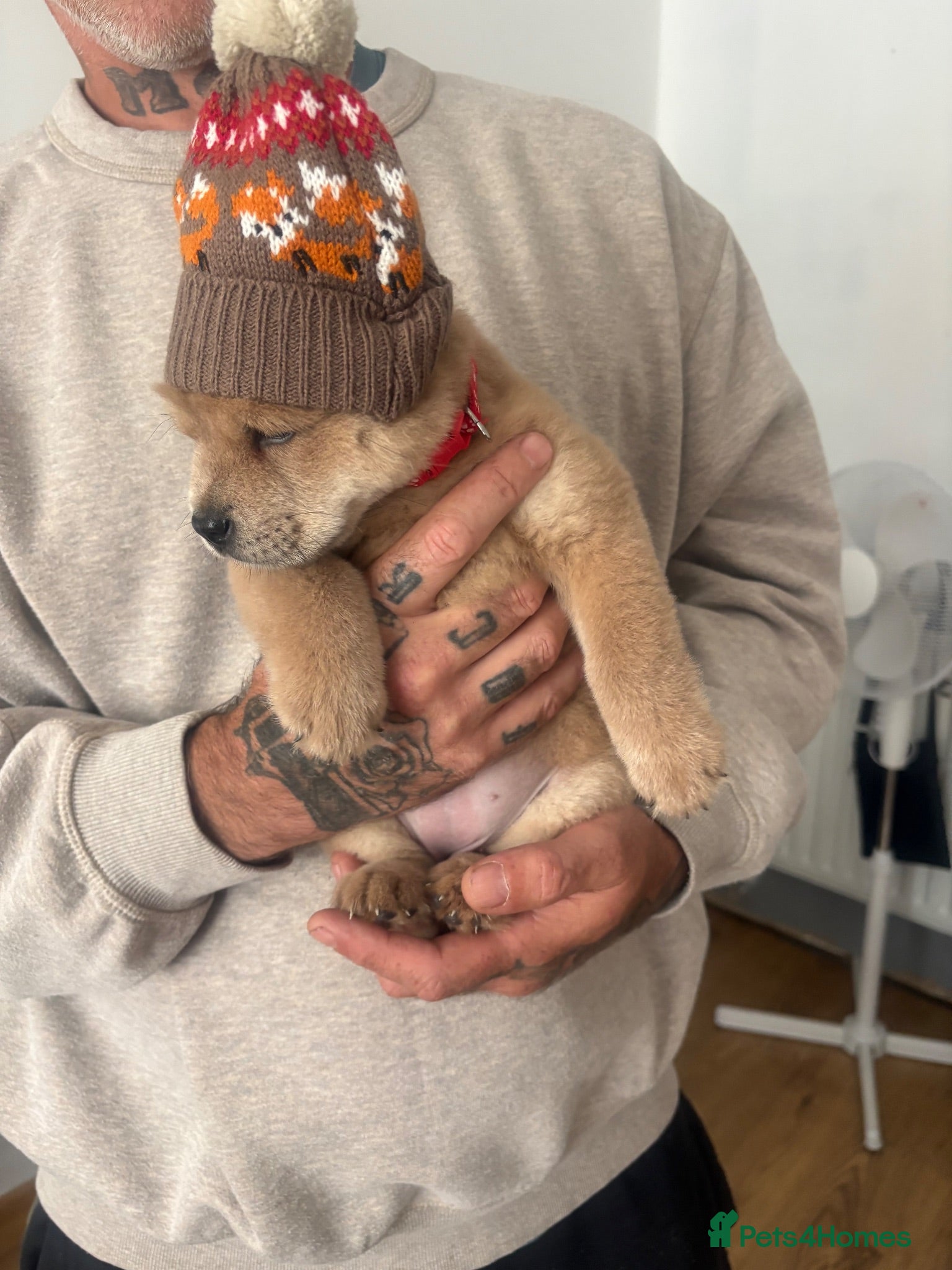 Chow Chow dogs READY NOW ! Please read ad 🩷💙 - Advert 17