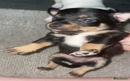 Jack Russell dogs for sale: #Readynow#Miniature Jack Yorkshire terrier pups in Sittingbourne - Image 2