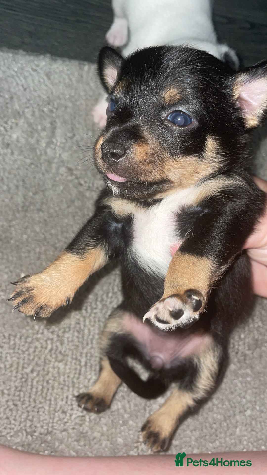 Jack Russell dogs for sale: #Readynow#Miniature Jack Yorkshire terrier pups in Sittingbourne - Image 2