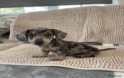 Dachshund dogs for sale: Datchund pups   - Image 6