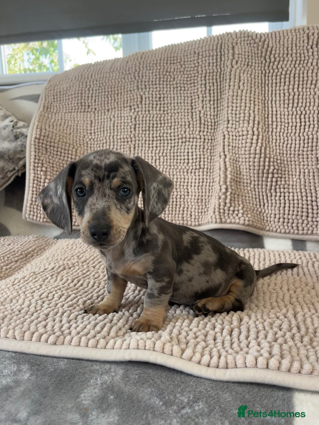 Dachshund dogs for sale: Datchund pups   - Image 6