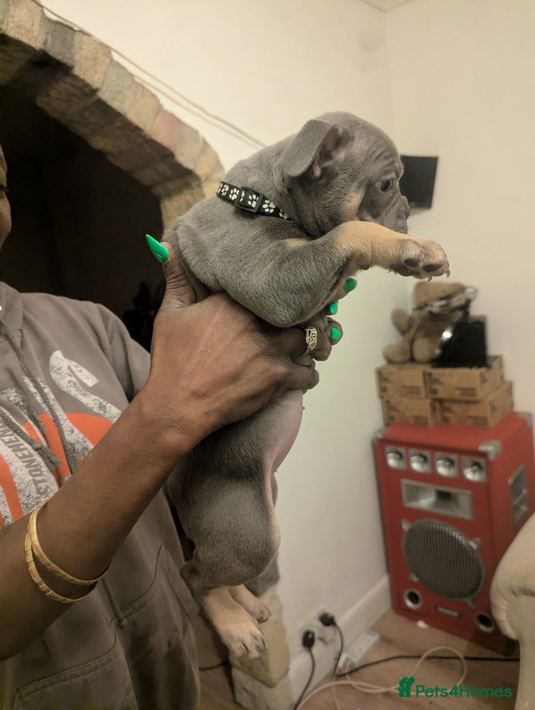 Mixed Breed dogs for sale: All cute and little tanks!  - Advert 11