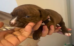 Staffordshire Bull Terrier dogs for sale: Staffordshire/American Staffordshire pups in Harrow - Image 26