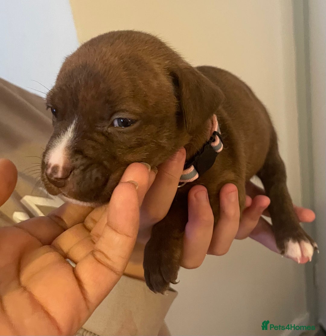 Staffordshire Bull Terrier dogs for sale: Staffordshire/American Staffordshire pups in Harrow - Image 26
