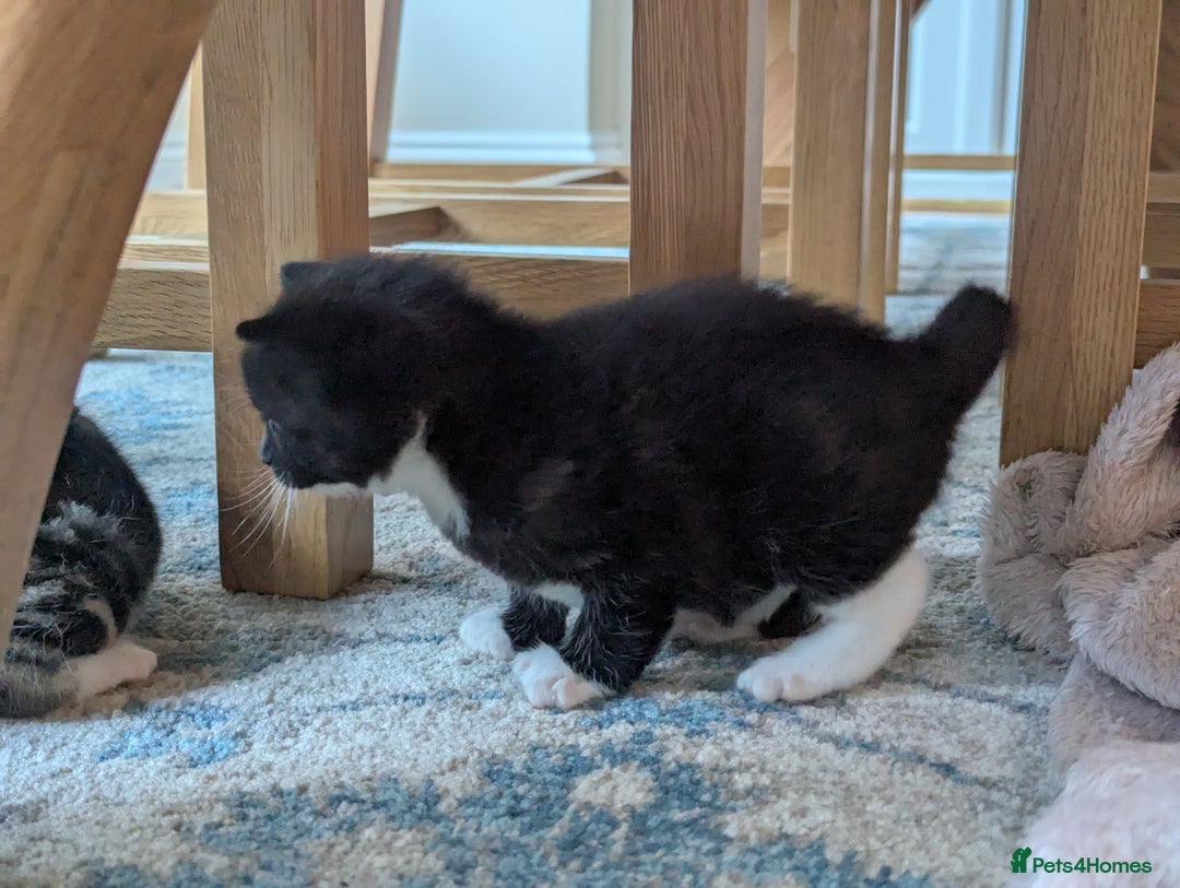Mixed Breed cats for sale: 2 Sisters 1 Tabby and 1 Tuxedo Persian Mix - Image 14