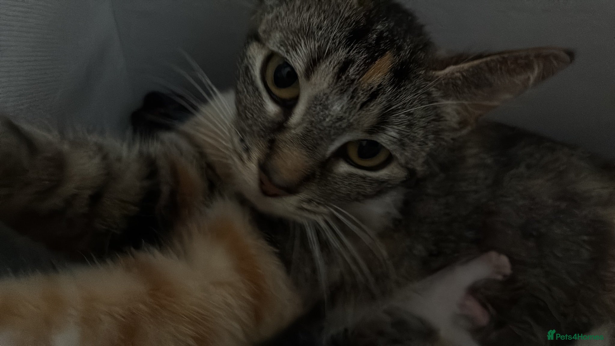 Domestic Shorthair cats Kittens looking for forever families 🫶🏼 - Advert 10