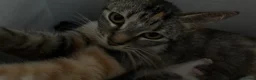 Domestic Shorthair cats for sale: Kittens looking for forever families 🫶🏼 - Advert 1