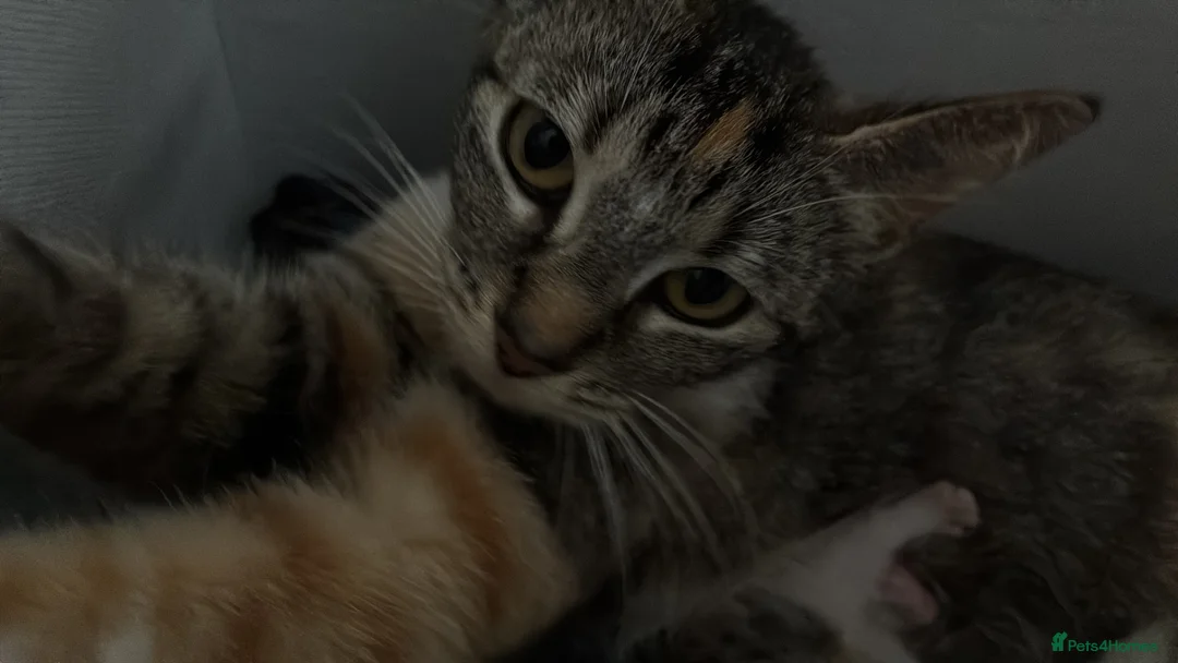Domestic Shorthair cats for sale: Kittens looking for forever families 🫶🏼 - Advert 1
