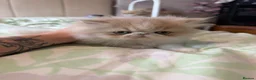 Persian cats for sale: Persian kittens - Advert 6