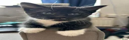 Mixed Breed cats for sale: 3 kittens for sale  - Advert 5