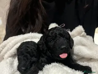 Labradoodle dogs Premium Multigenerational Miniature labradoodle - Advert 5