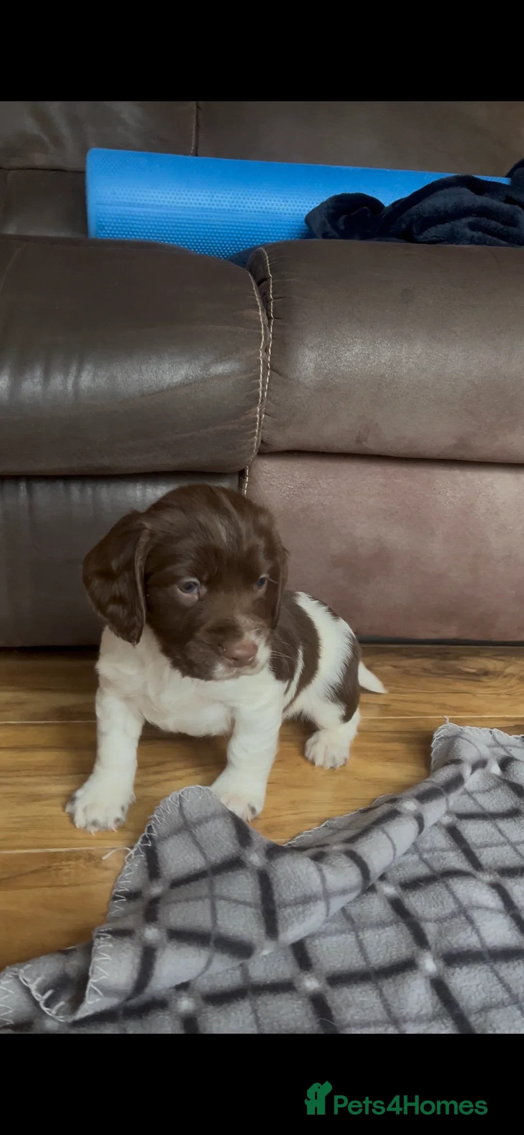 English Springer Spaniel dogs for sale: 5 beautiful English springer spaniel puppies  - Advert 3