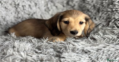 Miniature Dachshund dogs PRA Clear Long Haired Miniature Dachshunds - Advert 7