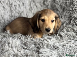 Miniature Dachshund dogs PRA Clear Long Haired Miniature Dachshunds - Advert 7
