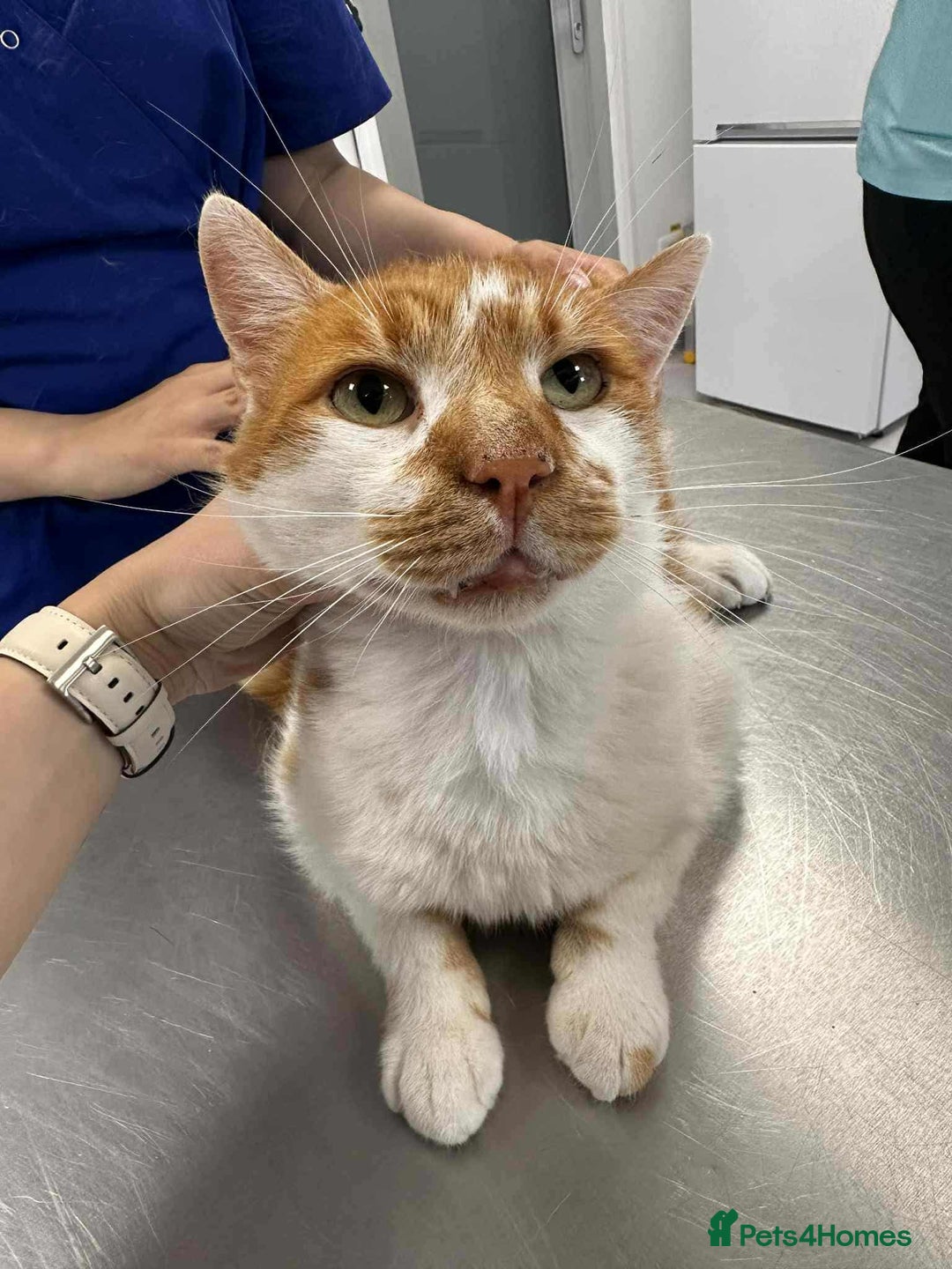 Mixed Breed cats for adoption: King Arthur for adoption - Image 6
