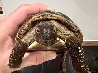 Hermann Tortoise reptiles Male Hermann’ Tortoise - Advert 1