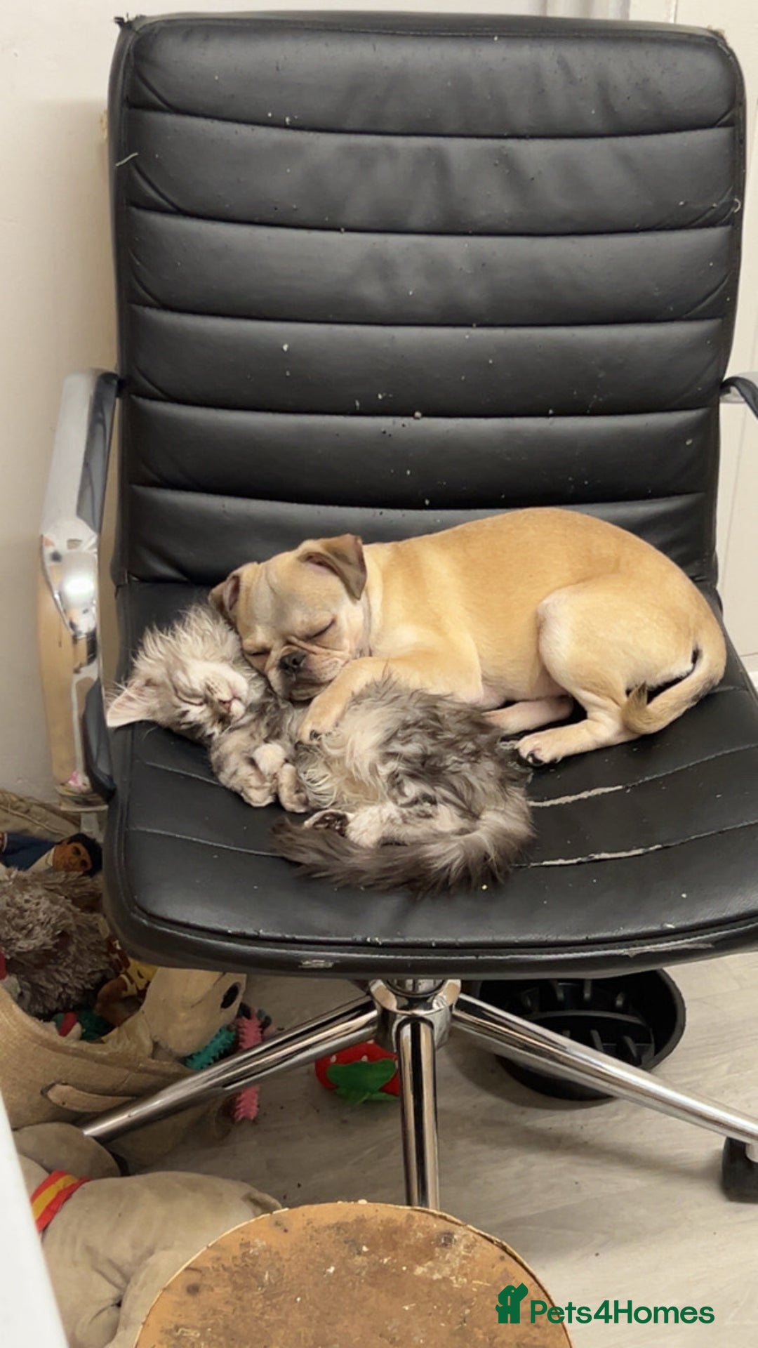 Pug dogs for sale: White/silver pug  - Advert 4