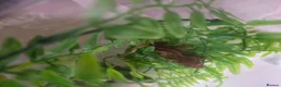 Gecko reptiles for sale: Baby crested geckos  - Advert 3