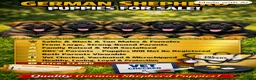 German Shepherd dogs for sale: Quality, Purebred, Large, Family Raised GSD Pups - Advert 1