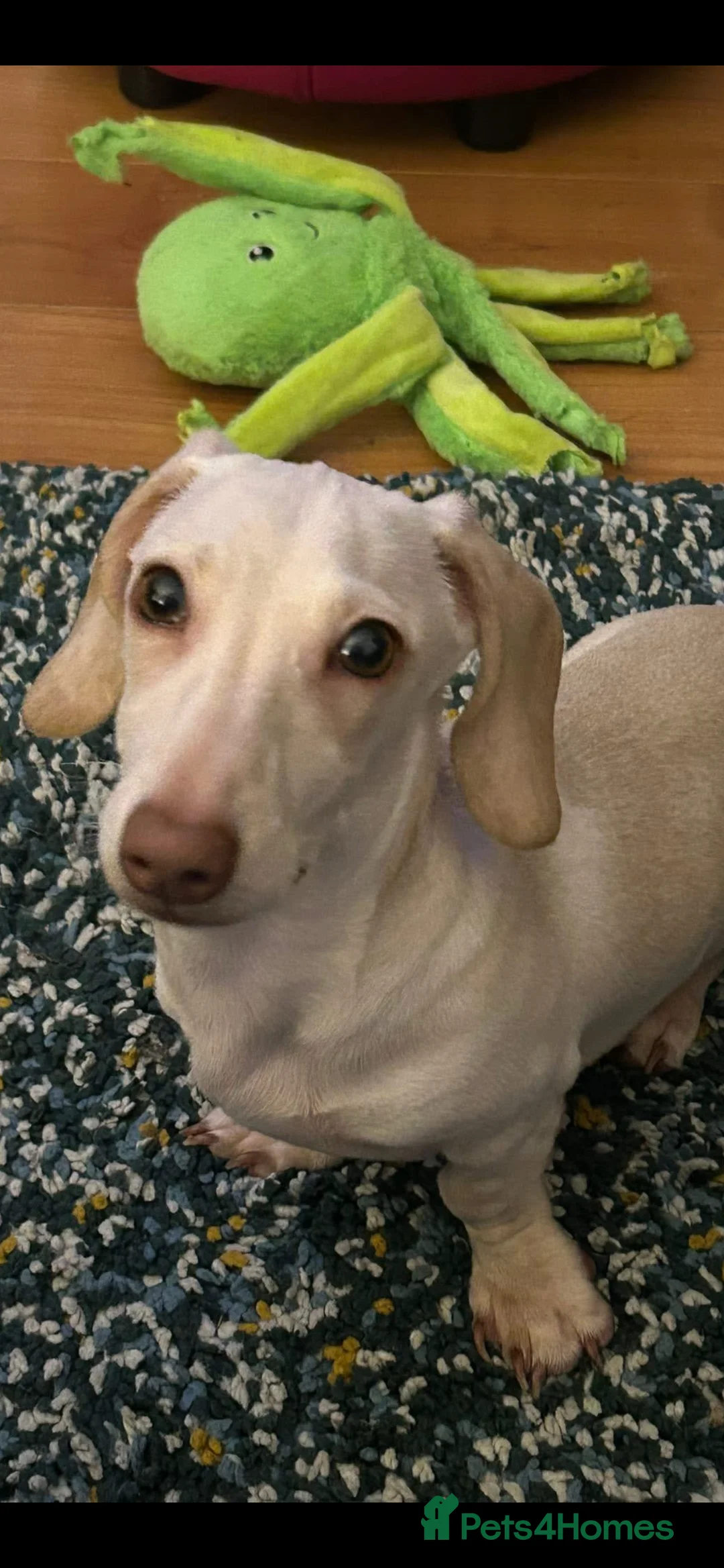 Mixed Breed dogs for sale: Dashound - Advert 1