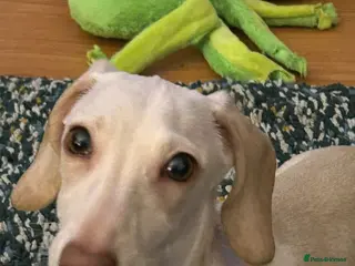 Mixed Breed dogs Dashound - Advert 15