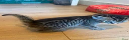 Mixed Breed cats for sale: 7 kitten  in Sheerness - Advert 8