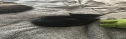 Domestic Shorthair cats for sale: 11 week old kitten for sale !  - Advert 6