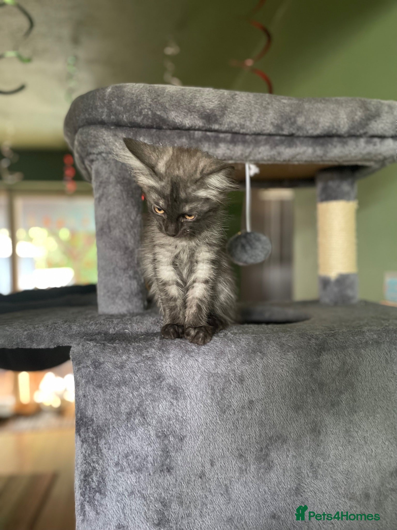 Mixed Breed cats Ghost & Pandora looking for forever homes - Advert 5
