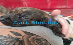 Mixed Breed dogs for sale: Beautiful Chunky Chow-Pei Puppies - Image 4