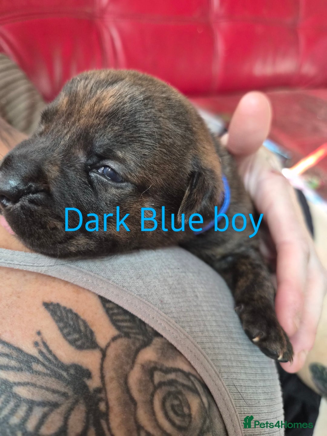 Mixed Breed dogs for sale: Beautiful Chunky Chow-Pei Puppies - Image 4