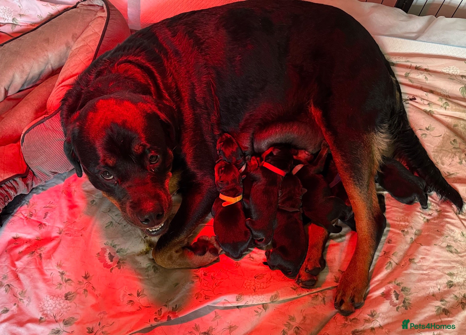 Rottweiler dogs Beautiful Rottweiler puppies  - Advert 11