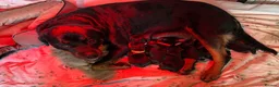 Rottweiler dogs for sale: Beautiful Rottweiler puppies  in Mablethorpe - Advert 1