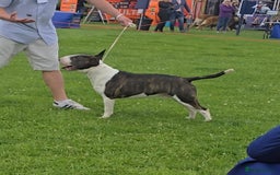 English Bull Terrier dogs for stud: Very strong pedigree , stud dog available now  - Image 5