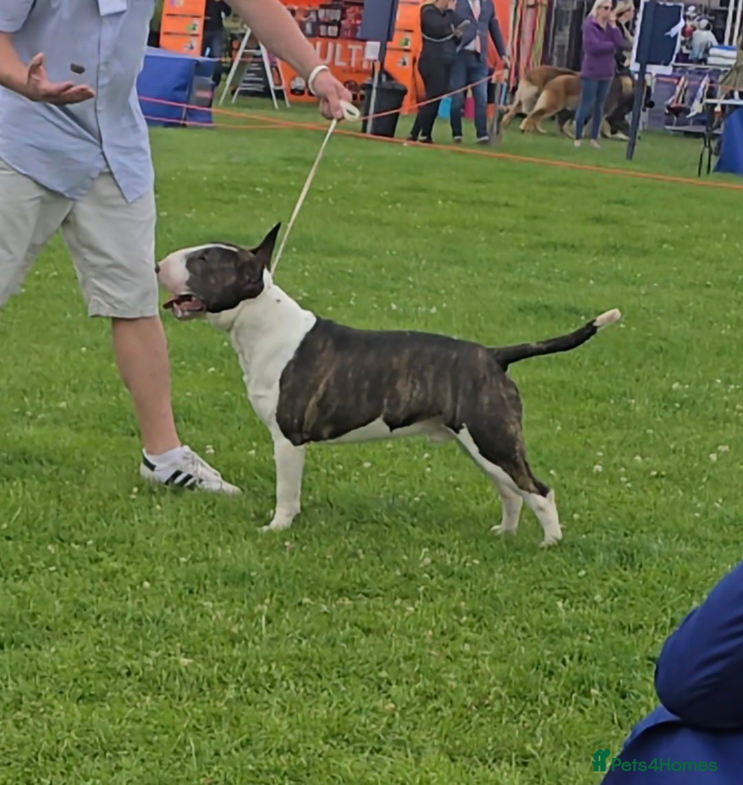 English Bull Terrier dogs for stud: Very strong pedigree , stud dog available now  - Image 5