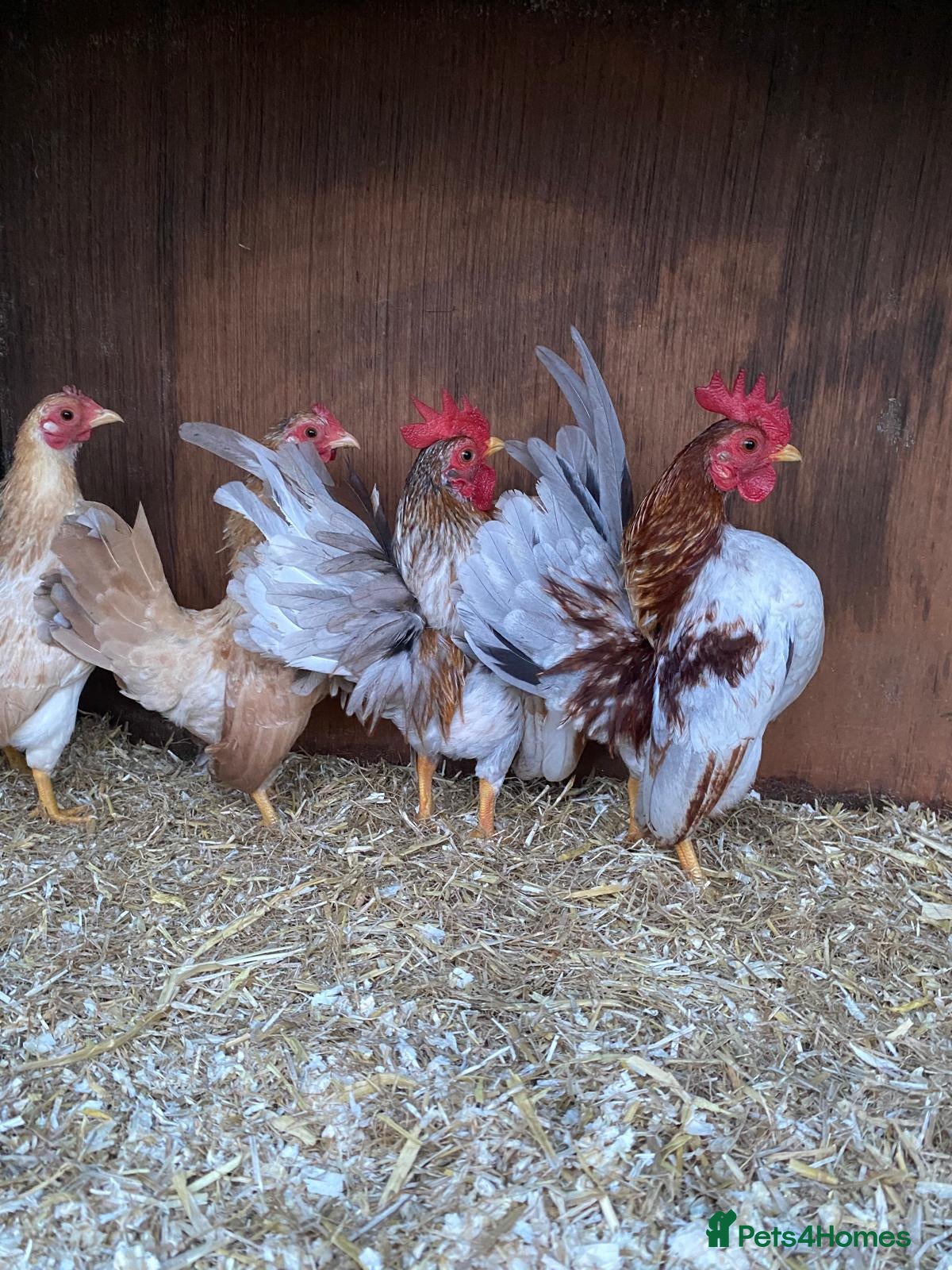 Chickens poultry Show quality serama hatching eggs and chicks  - Advert 15