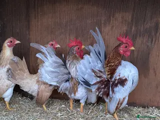 Chickens poultry Show quality serama hatching eggs and chicks - Advert 10