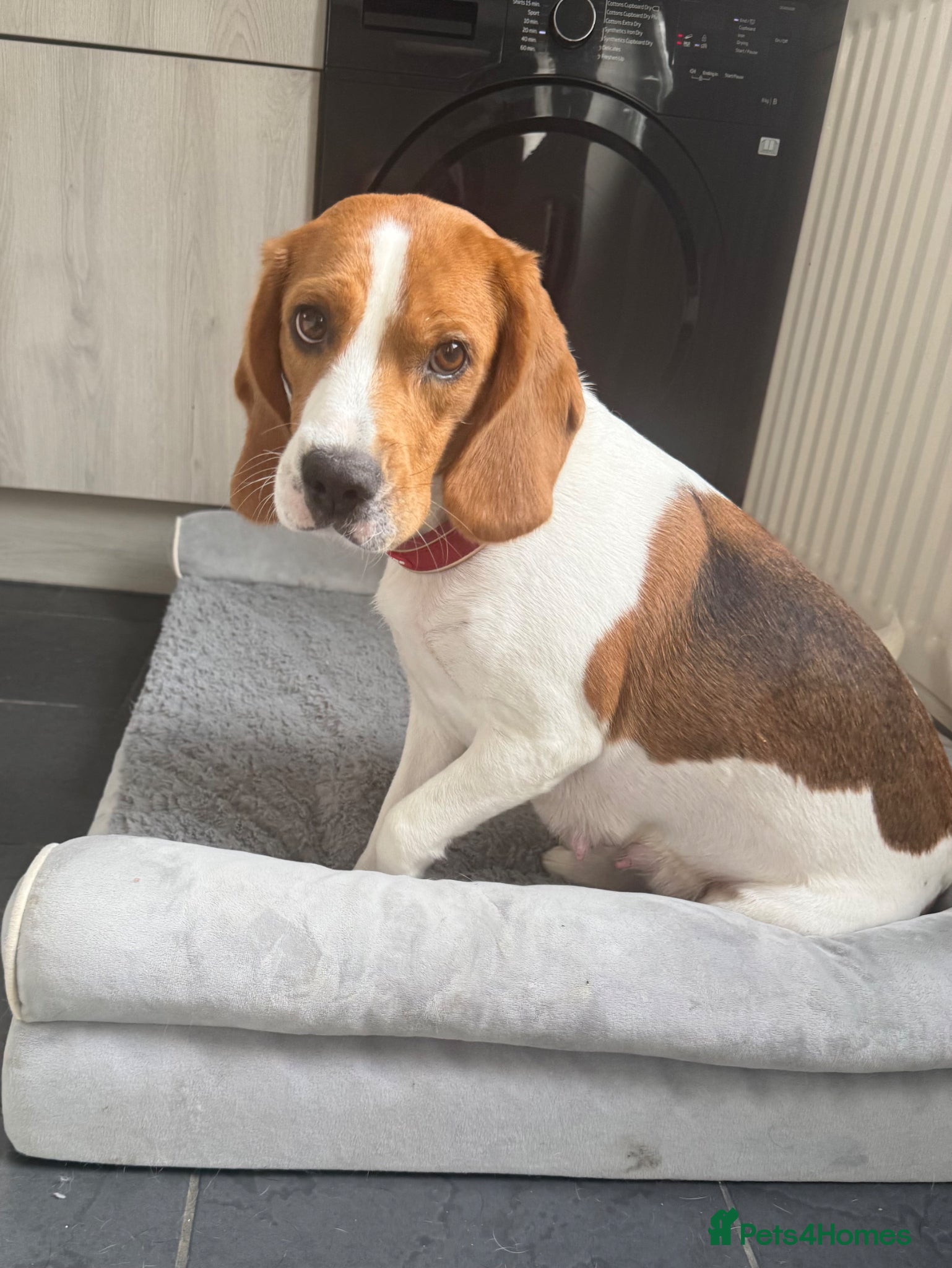 Beagle dogs Beagle puppies  - Advert 1