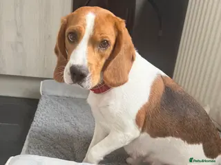 Beagle dogs Beagle puppies - Advert 1